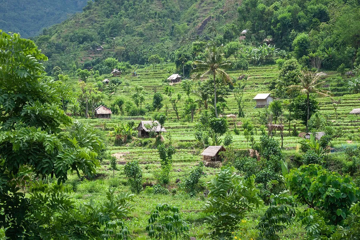 Rizières en terrasses à Bali